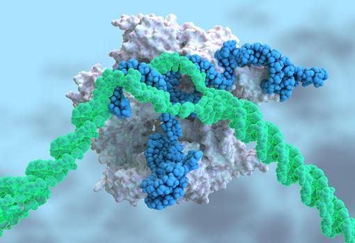 Un nuevo tratamiento basado en CRISPR para una enfermedad hepática rara y mortal
